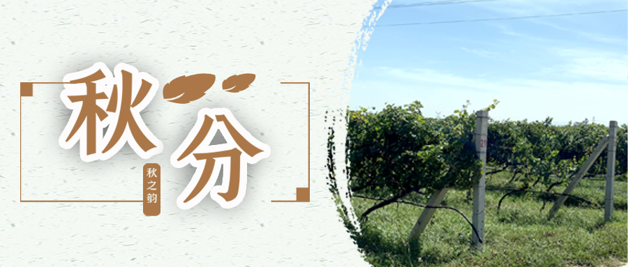 秋分 ▎秋分載萬(wàn)物，葡園話豐收