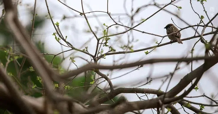 雨水||絲絲春雨潤(rùn)萬(wàn)物，杯杯美酒暖人心