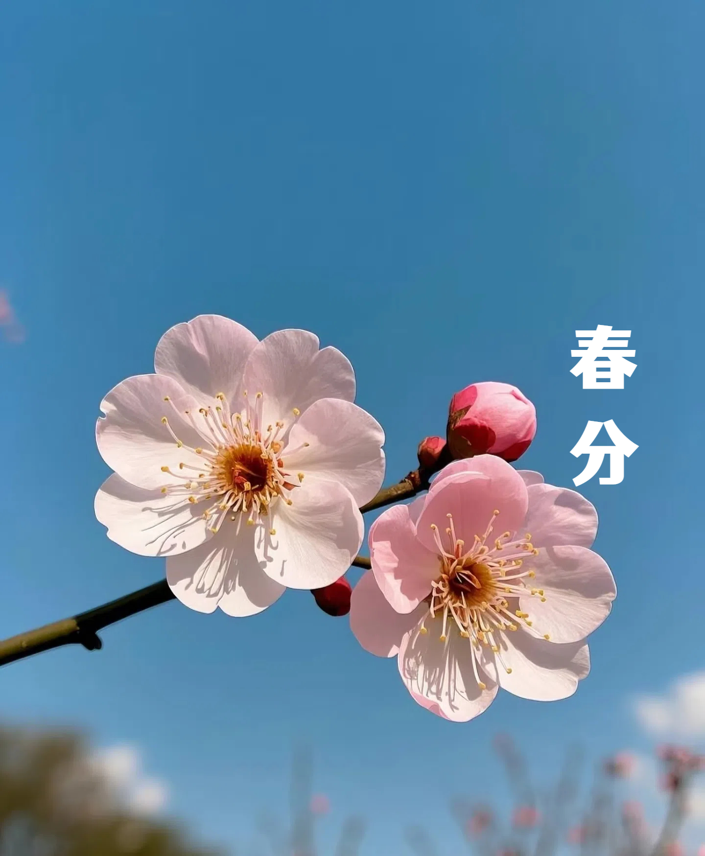 春分||花間一壺酒，莫負好時光