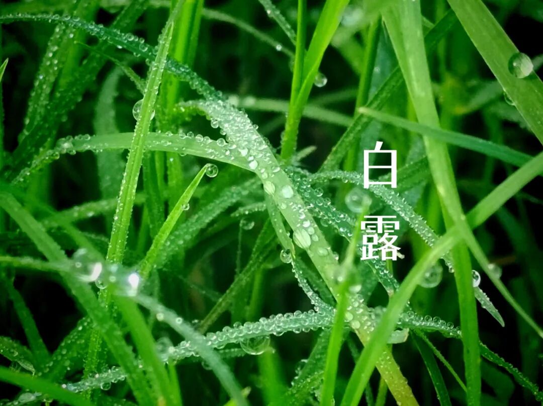 白露||霜凝秋意心自閑，歲月靜美福滿園